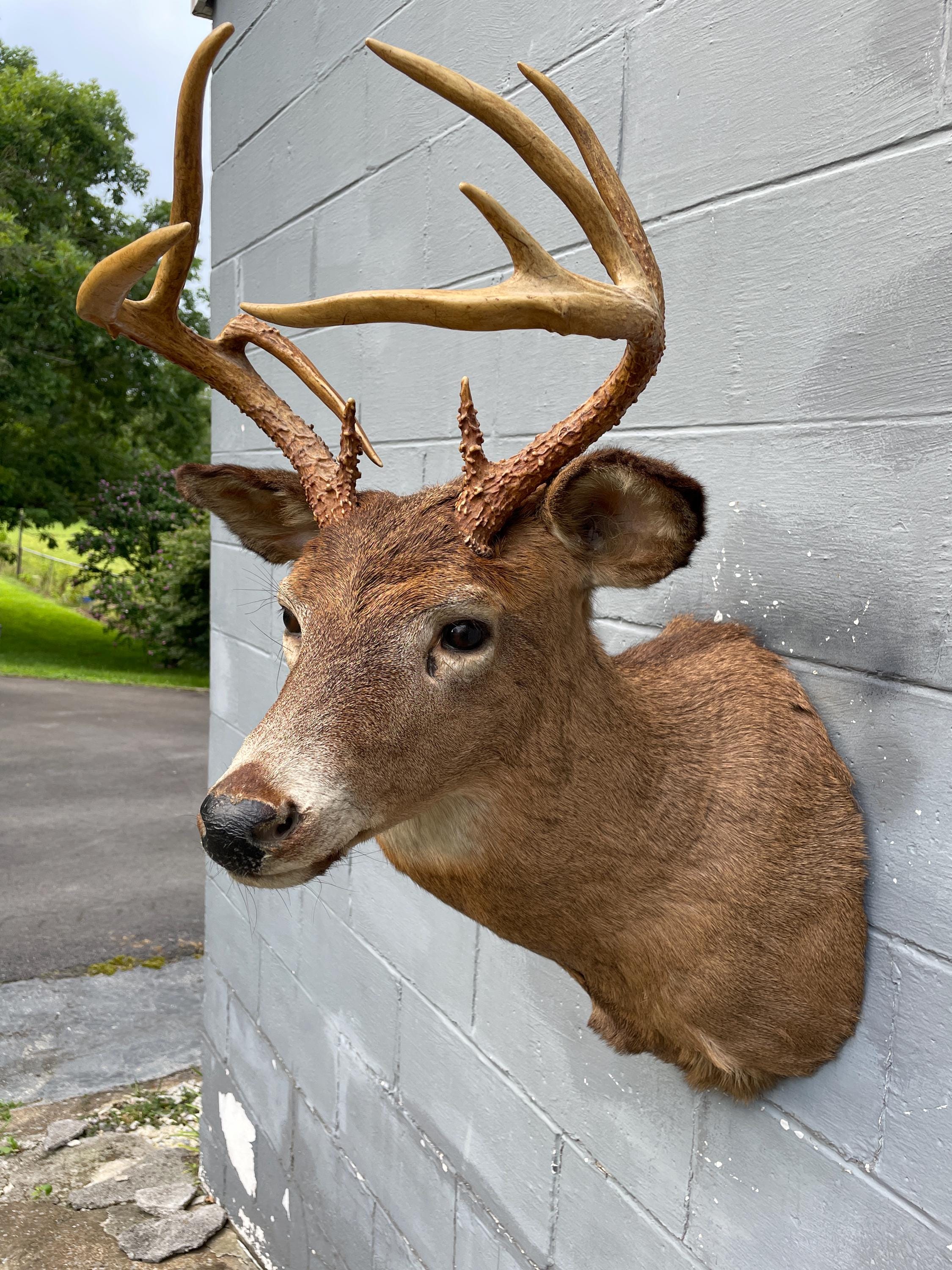 Taxidermy Nice Vintage 9-point 5 X 4 ODD Antlered Whitetail DEER