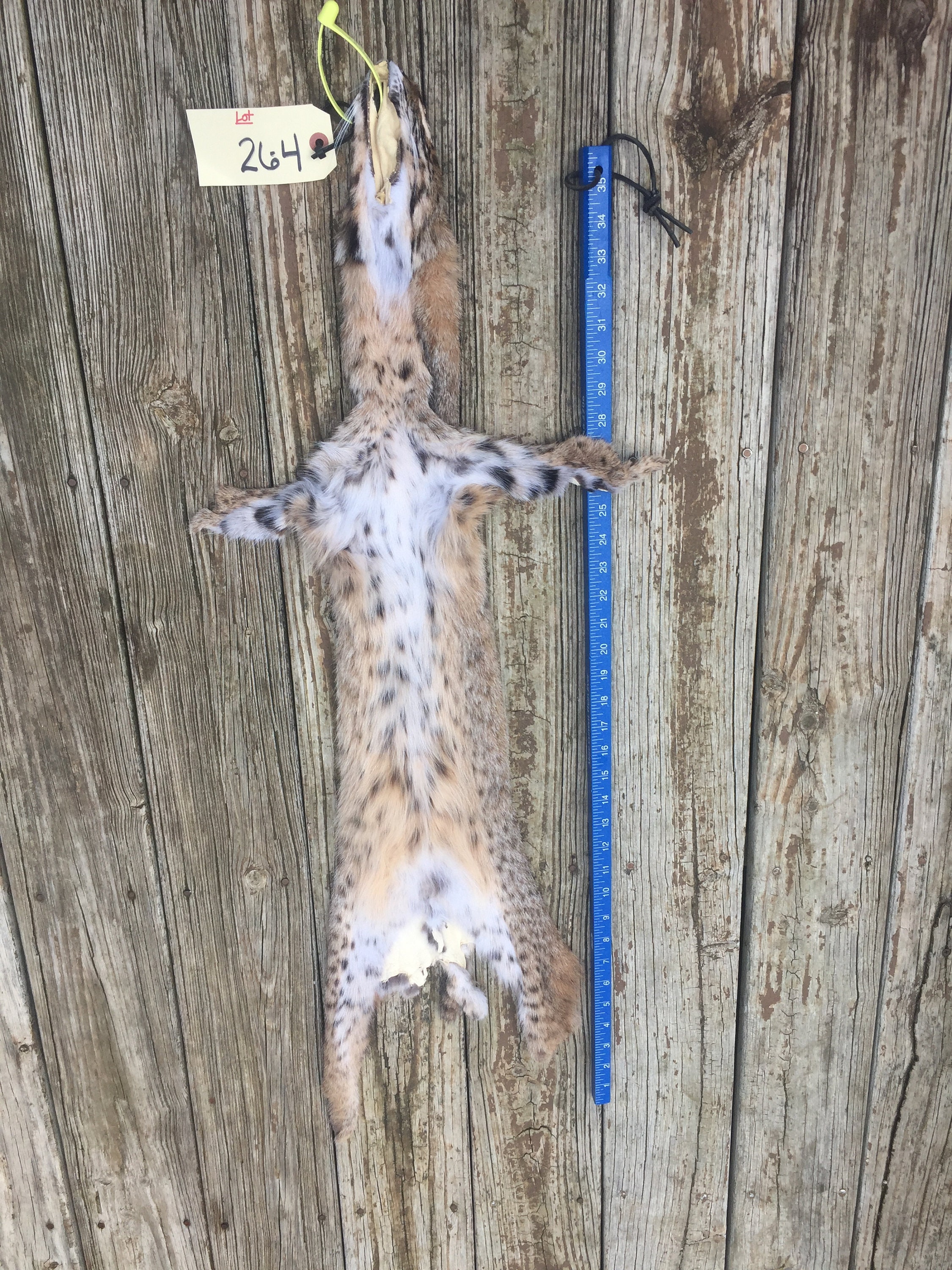 TAXIDERMY 1 X Large Tanned BOBCAT FUR/Hide/Skin/Pelt Log Etsy