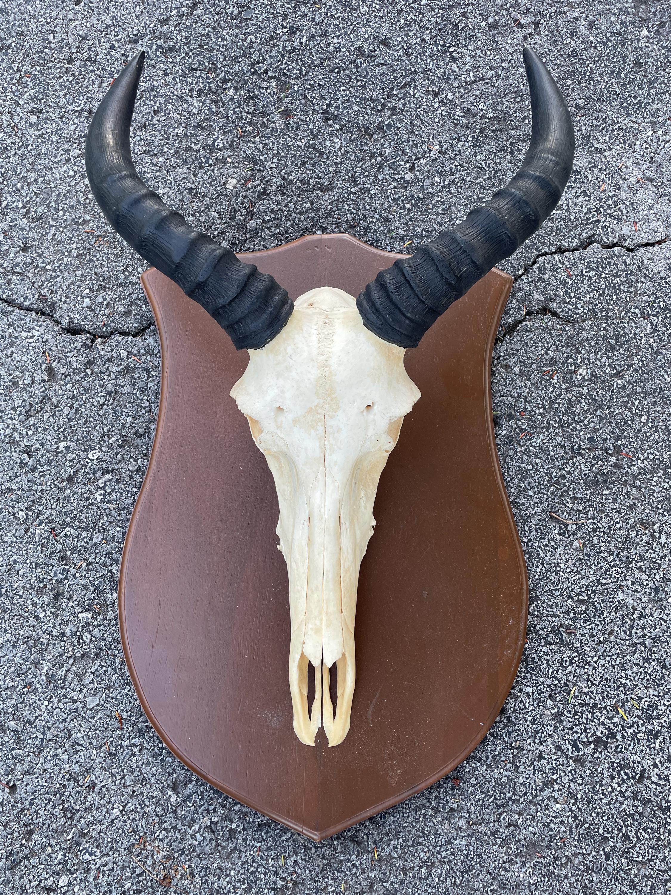 Trophée Crâne De Gnou - Largeur 58 Cm - Taxidermie Afrique - Pièce Unique