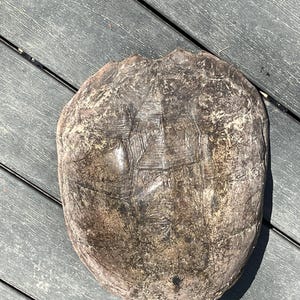 May include: A weathered, brown turtle shell with a textured surface. The shell displays a natural pattern of ridges and markings, with variations in color from light tan to dark brown. The shell is oval-shaped and appears to be intact.
