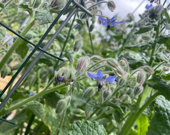 Borage Seeds- 35 seeds