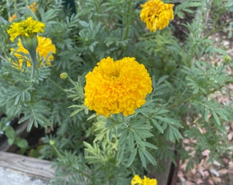 Marigold - CrackerJack- Seeds 50 count