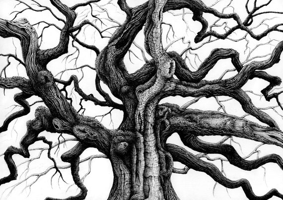 Great Oak Tree 2 A3 Limited Edition Giclee Print Etsy Great Oak Tree 2 A3 Limited Edition Giclee Print Etsy