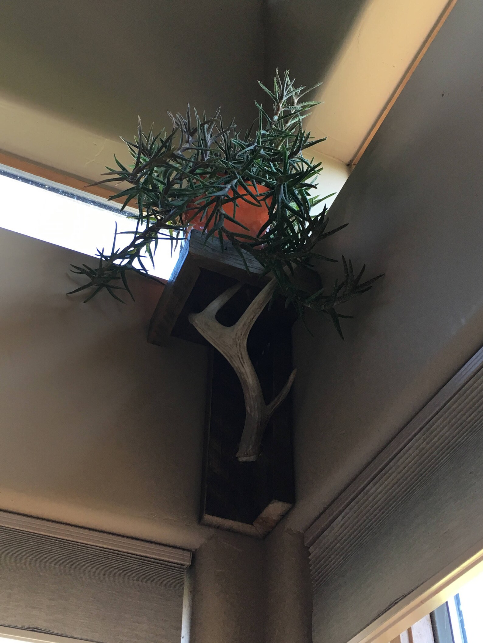 Corner deer shed Antler shelf Etsy