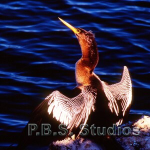 Anhinga Sunning in the Morning Sun - Digital Photo Print
