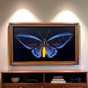 May include: A framed butterfly art print. The butterfly has black wings with blue edges and yellow and black body. The artwork is set against a black background and framed in a brown, ornate wooden frame. The artwork is hanging above a wooden cabinet.