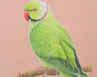 Halsbandparkiet (Ring-necked parakeet)