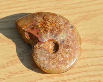 •END CHAMBERED AMMONITE• medium fossil