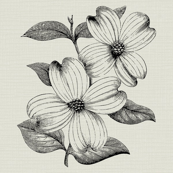 Vintage Dogwood Flower Illustration, Digital Download Clipart, PNG - JPG Files, Dogwood Flower Image, Iron On Transfer, Dogwood Blossom