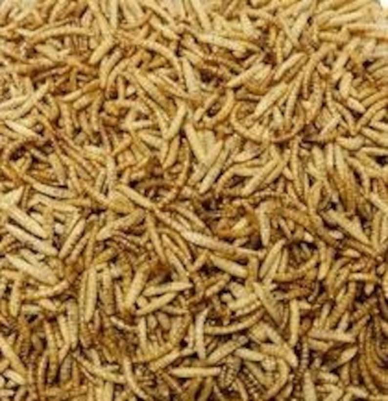 100g Combo Mix Calciworms Freeze Dried Mealworms Etsy Canada