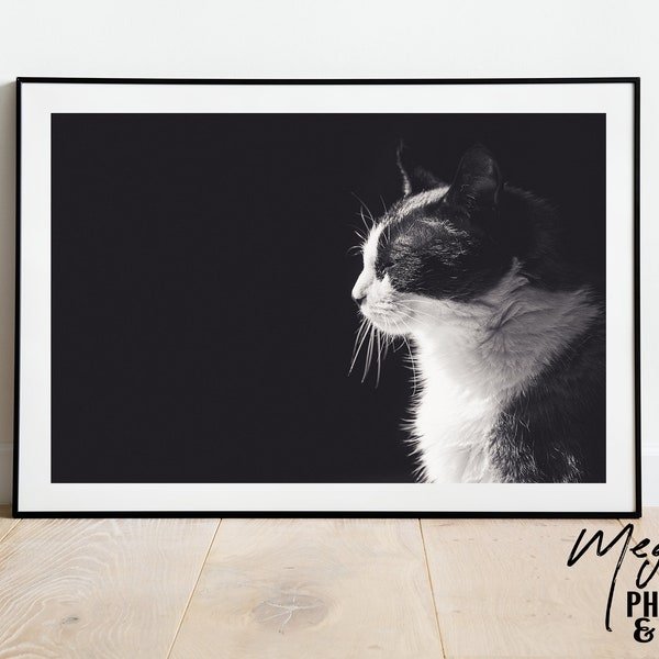 Snowshoe Siamese Cat in Black and White, Digital Download of photograph by Megan Lea Photography, Cat Photograph, Siamese Photography