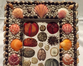 Handgefertigter Muschelrahmen mit Seeigelschin Print