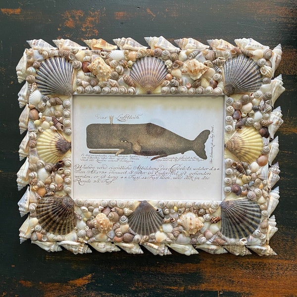 Seashell Frame - Etsy