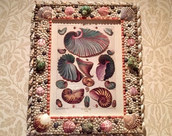 Handmade Natural Seashell Frame with Large Vintage Seashell Print