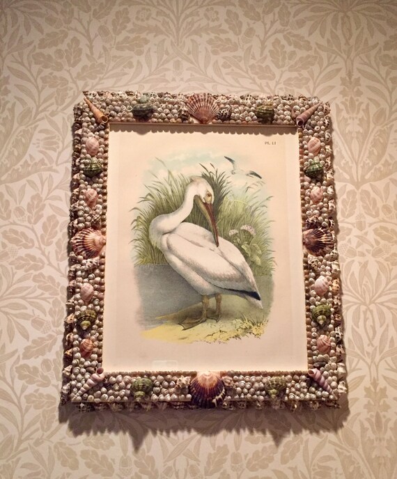 Antique Bird Print by Studer (Original, 1903) of White Pelican in Handmade Shell Frame