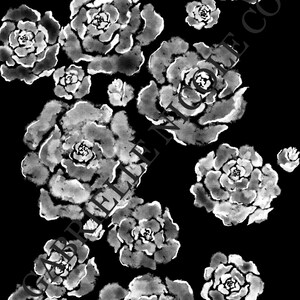 White Watercolor Roses on Black Digital Print