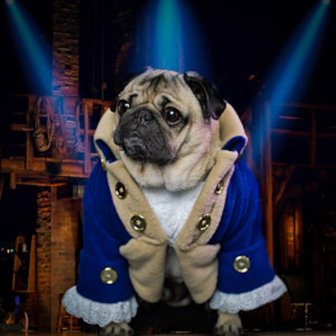 Pug apparel sale