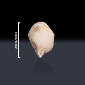 May include: A white, opaque, irregularly shaped crystal with a rough, textured surface. The crystal is approximately 2.4 cm in length.