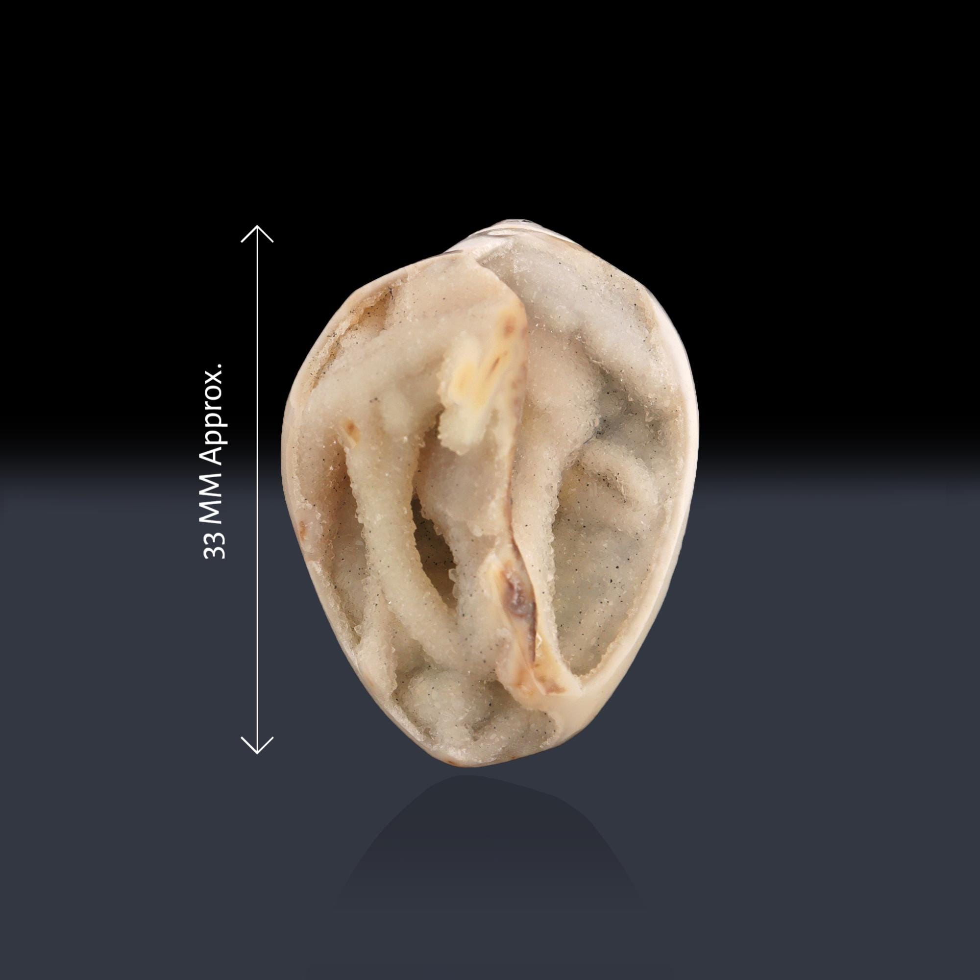 Natural Conch Shell Druzy Gemstone, Drilled Fossilized Seashell