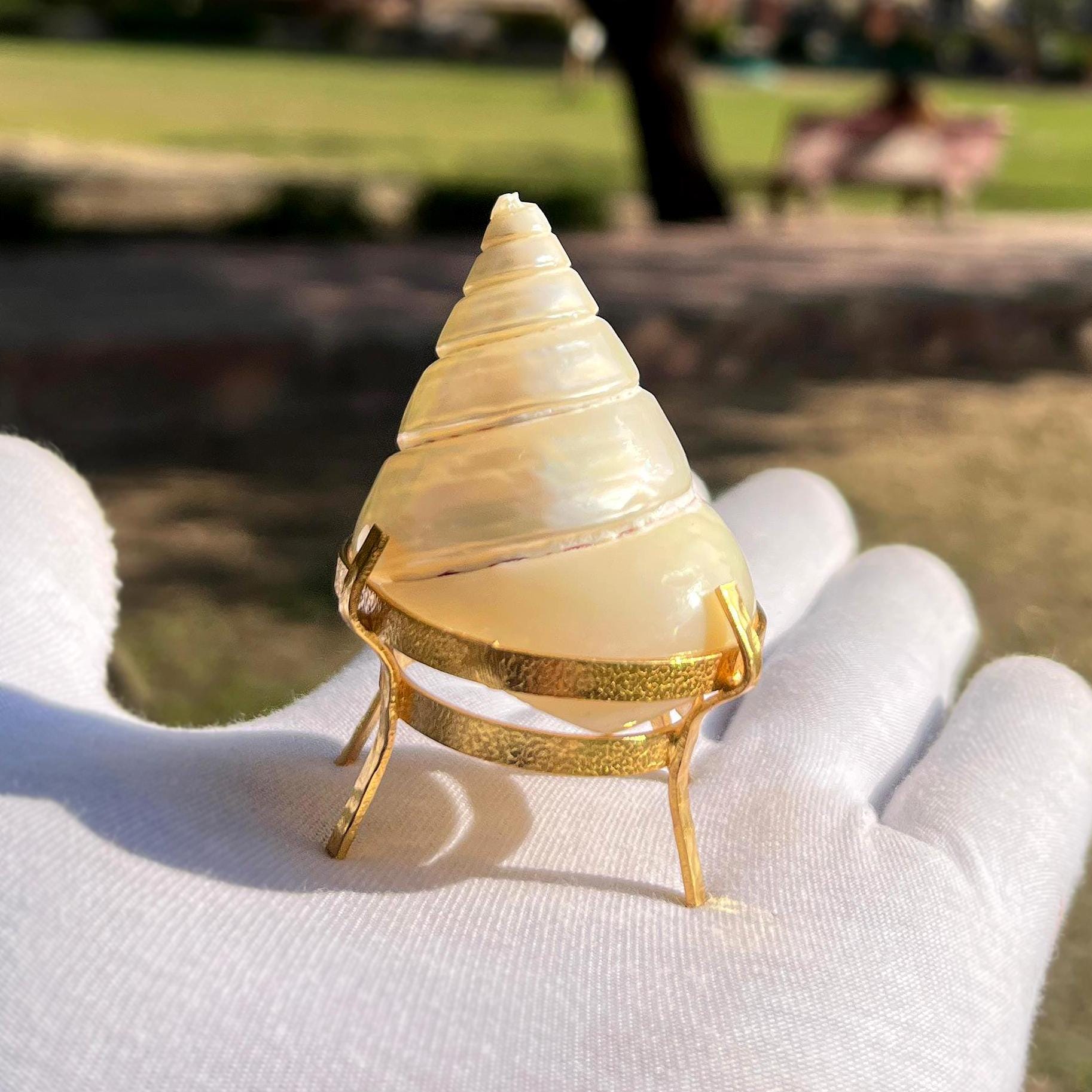 Pearl Trochus Shell with Gold Plated Stand, Seashell Home Decor Accent