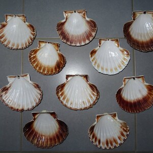 Coquilles Saint Jacques Naturelcoquillageproduit De La Etsy
