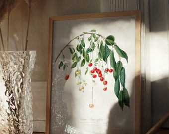 Vintage Cherry Print Aesthetic Botanical Poster Botany Retro Fruit Market Wall art Cottage core Kitchen Coquette Room Decor Apartment