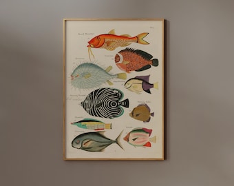 Vintage Fish Poster | FRAME option | Colorful Tropical Fish Wall Art, Antique Ocean Animal Illustration Print, Sea Life Decor, Kids Room