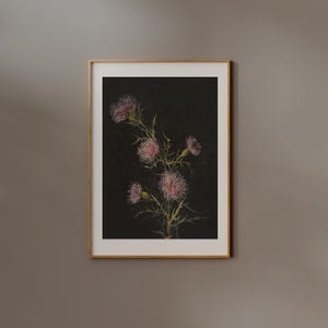 May include: A framed botanical illustration of a pink thistle flower on a black background.