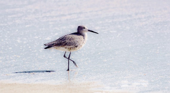 Fine Art Photograph Sandpiper At The Beach Cape Canaveral Etsy Fine Art Photograph Sandpiper At The Beach Cape Canaveral Etsy