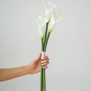 Puede incluir: Un ramo de calas blancas con tallos verdes, sujetas con una cinta blanca. Las flores tienen forma de trompeta y están sobre un fondo blanco liso.