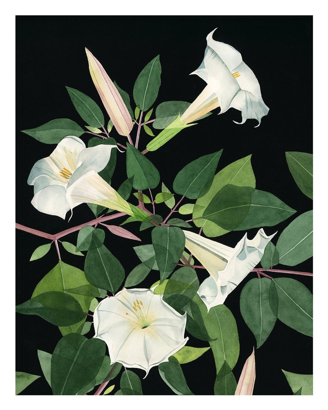 Moonflowers Watercolor Giclee Art Print | Modern Botanical Wall