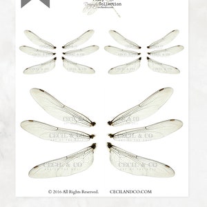 May include: A printed sheet with dragonfly wing illustrations. The wings are delicate, with fine veining, and are arranged in pairs. The text "Dragons No. 166" is at the top left, and "CECIL & CO" is visible.