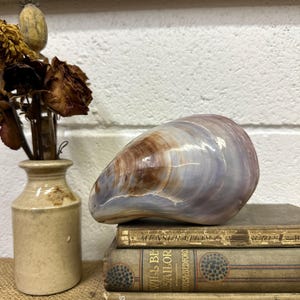 May include: A large, iridescent seashell in shades of blue, purple, and brown sits on a stack of antique books. A small, tan ceramic vase holds dried flowers, enhancing the vintage aesthetic.