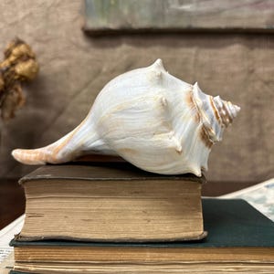 May include: A large, off-white conch shell with subtle tan and brown markings along its spiral apex and elongated base. The shell features a smooth, curved surface with small, pointed protrusions, resting atop a stack of two vintage hardcover books.