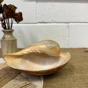 May include: A large seashell with a creamy interior and a brown-edged exterior. The shell is displayed on a textured, tan surface with vintage papers and a small vase of dried flowers in the background. The shell's opening faces the viewer.