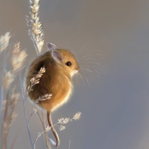 Cute Sunny Field Mouse Print