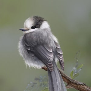 Cute Fluffy Bird Print