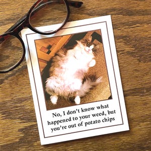 May include: A white card with a brown border features a photo of a fluffy cat looking up at the camera. The text on the card reads: "No, I don't know what happened to your weed, but you're out of potato chips."