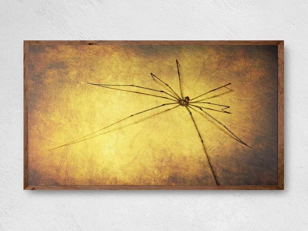 Samsung Frame TV Art,spider Art,digital Artwork for Art Frame Tv,insect