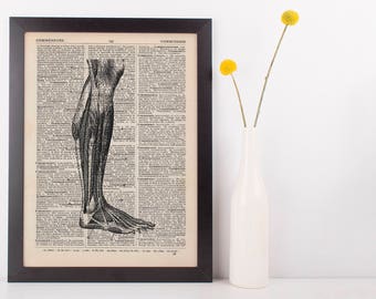 Anatomical Leg Muscle Dissection Dictionary Art Print, Medical Anatomy Vintage