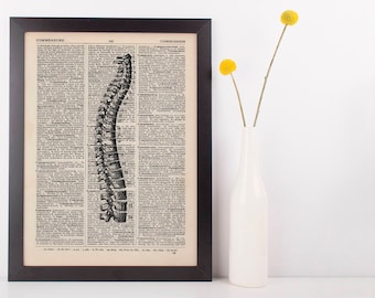 Anatomical Numbered Spinal Column Dictionary Art Print,Medical Anatomy Vintage