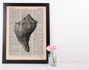 Fighting Conch Dictionary Illustration Art Print Vintage Sea Nautical