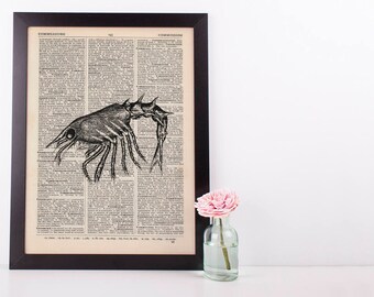 Prawn Dictionary Illustration Art Print Vintage Sea Life Nautical