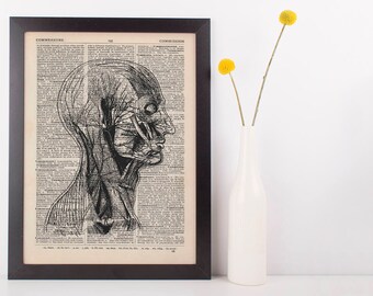 Anatomical Sd Face Muscle Structure Dictionary Art Print,Medical Anatomy Vintage