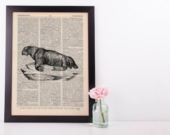 Walrus Dictionary Illustration Art Print Vintage Sea Life Nautical