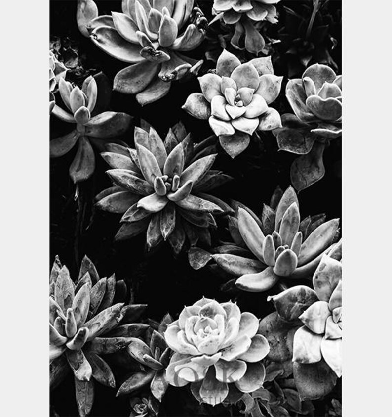 Succulent Wall Print Black and White Succulents Print | Etsy