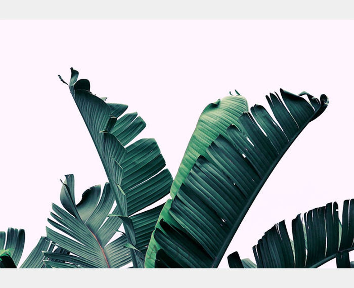 Banana Leaves Art Wall Art Banana Banana Leaf Wall Art Etsy