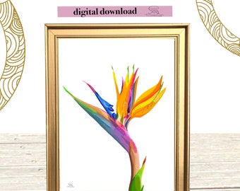 Aves del paraíso, Strelitzia A4, impresión de plantas, impresión de flores, impresiones A4, descargar impresiones, DESCARGA INSTANTÁNEA