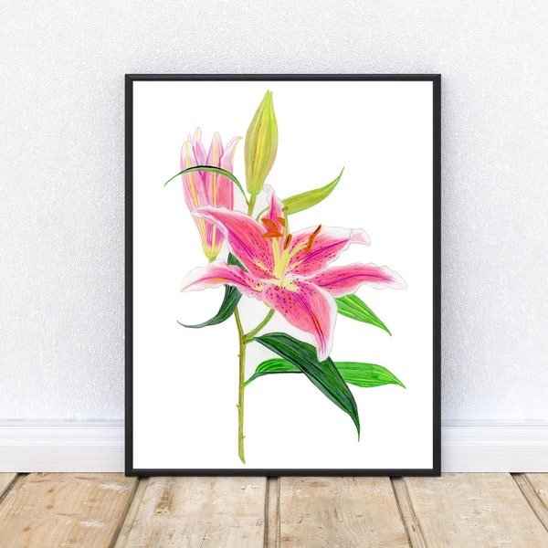 Drawing Print Stargazer Lily