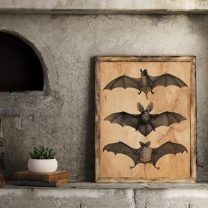 Naturforschertafel, Fledermausplakat, Kuriositätenkabinett, Gothic-Plakat, Tafel im Vintage-Stil, Fledermaus-Kunstdruck, Wohndeko,